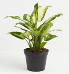 Dieffenbachia / Dumb Cane - Indoor Plant
