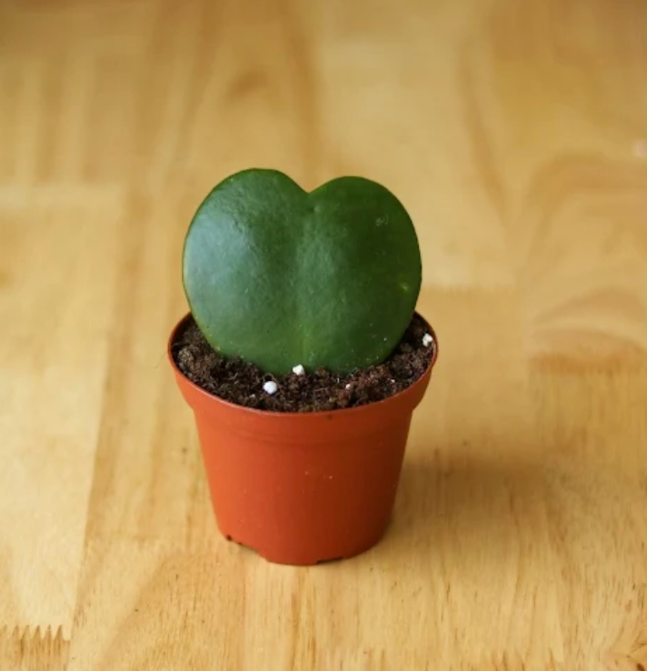 Hoya Sweet Heart Plant