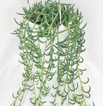 String of Fish Hooks  - Indoor Plant