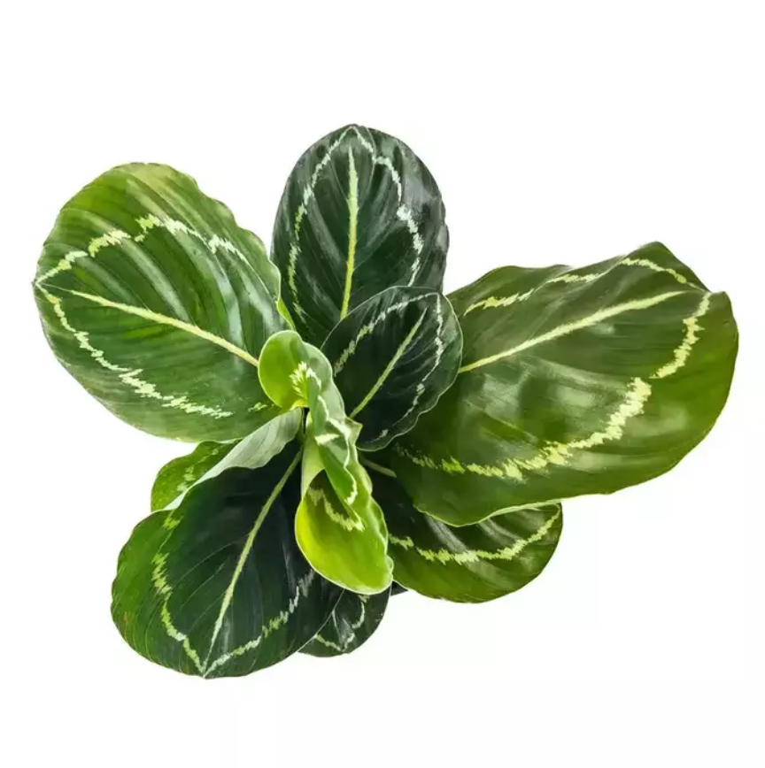 Calathea Green Beauty - Indoor Plant