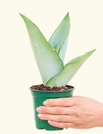 Sansevieria Moonshine / Snake Plant - Indoor Plant