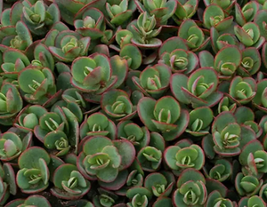 Sedum Lime Zinger -/ Sedum Outdoor Plant