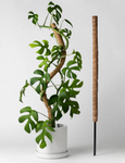 Bendable Coco Coir / Moss Pole for Plant Supports