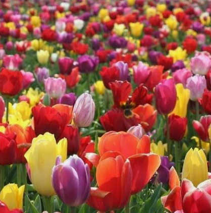 Single Late Tulip Bulbs - Outdoor Plant