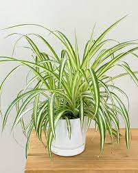 Spider   - Indoor Plant