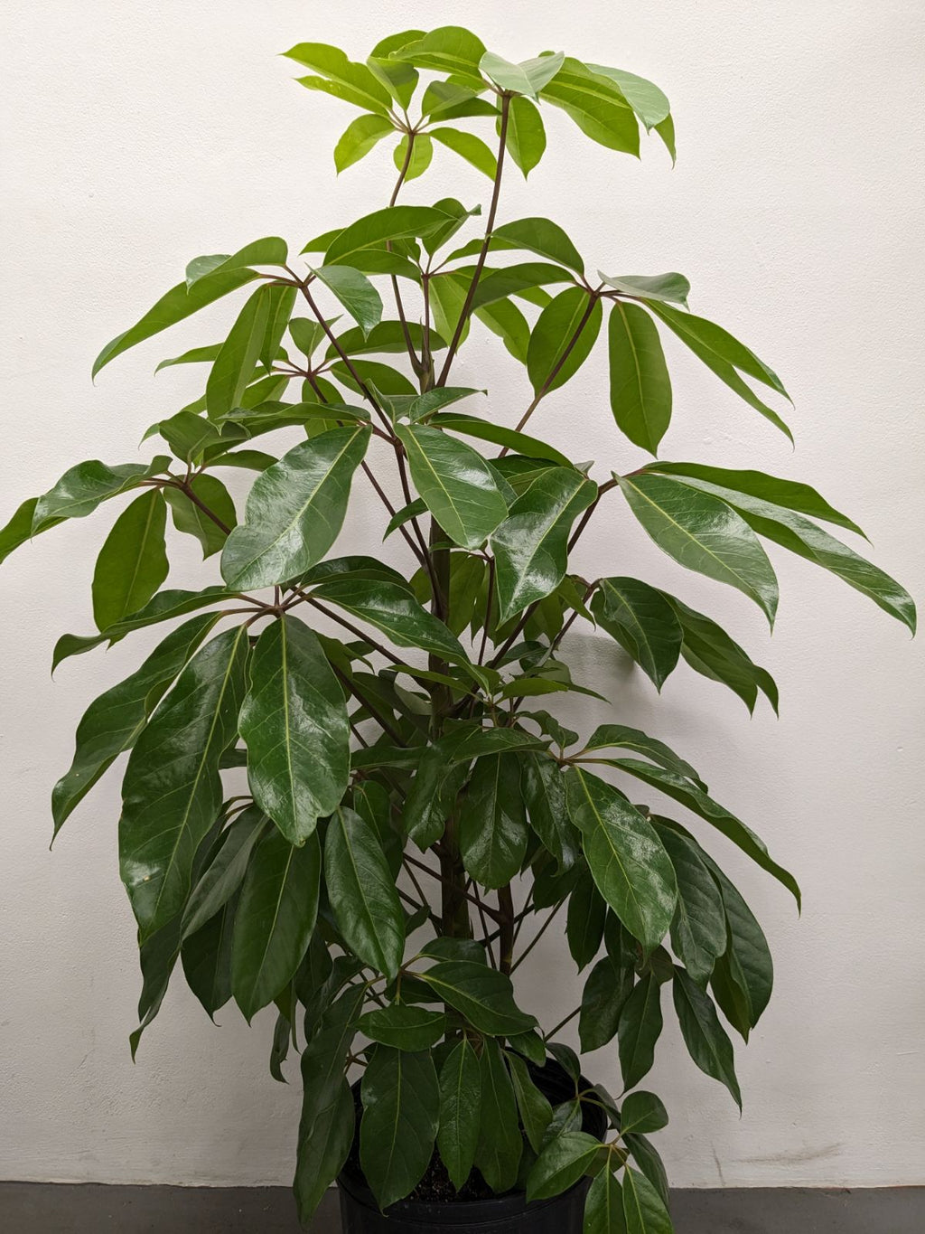 Schefflera Amate / Umbrella - Indoor Plant