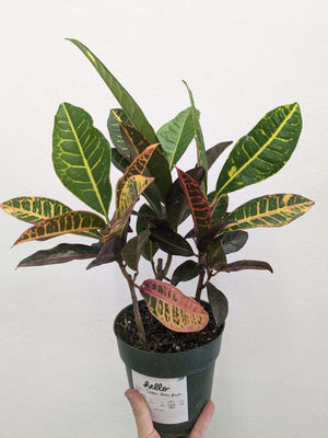 Assorted Croton  - Indoor Plant