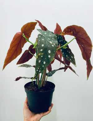 Begonia Maculata / Polka Dot Begonia - Indoor Plant