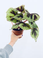 Rex Begonias  - Indoor/Outdoor Plant