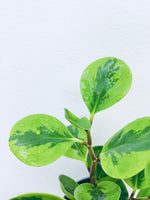 Lemon Peperomia - Indoor Plant