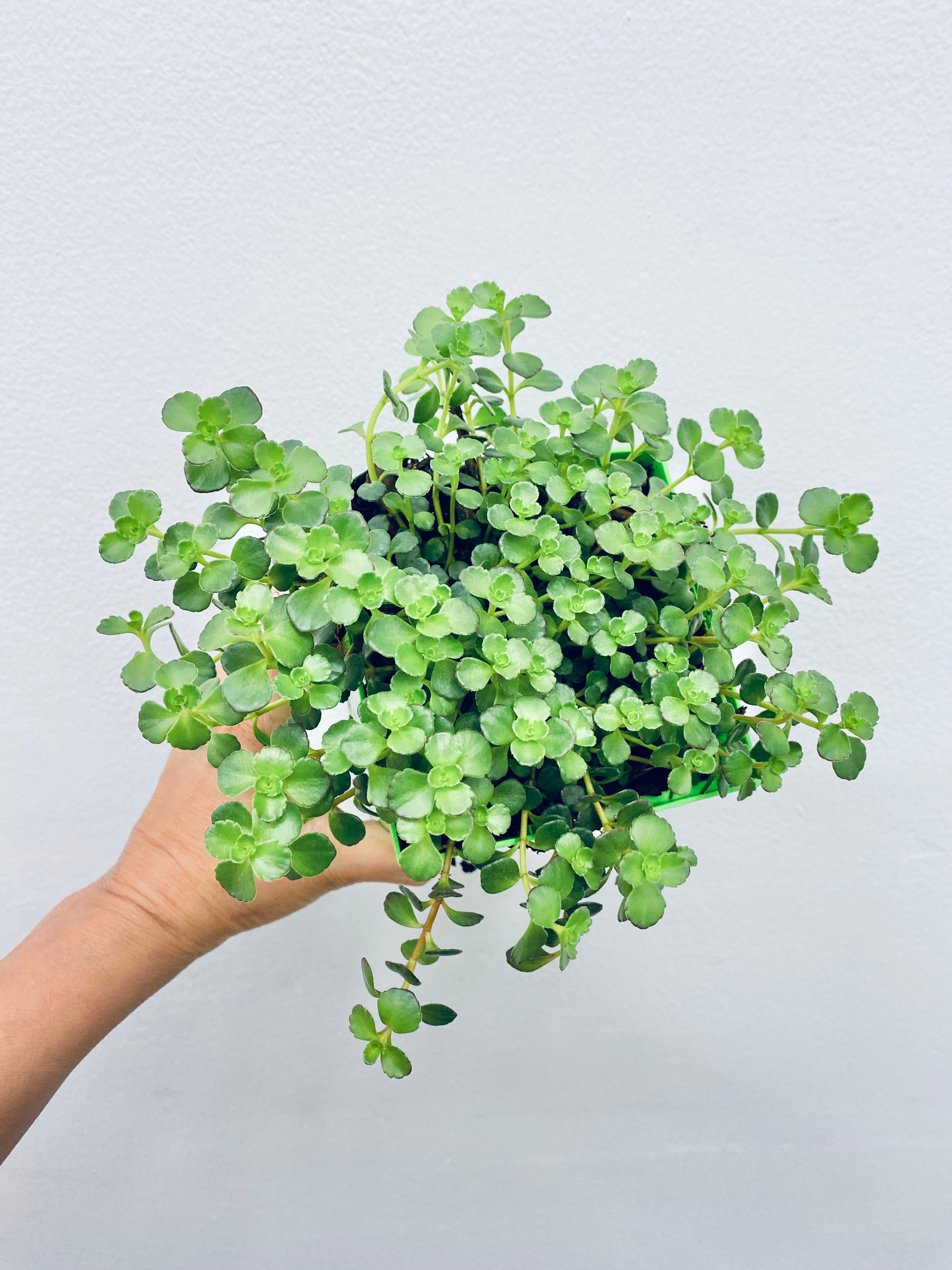 Assorted Outdoor Sedum Plants