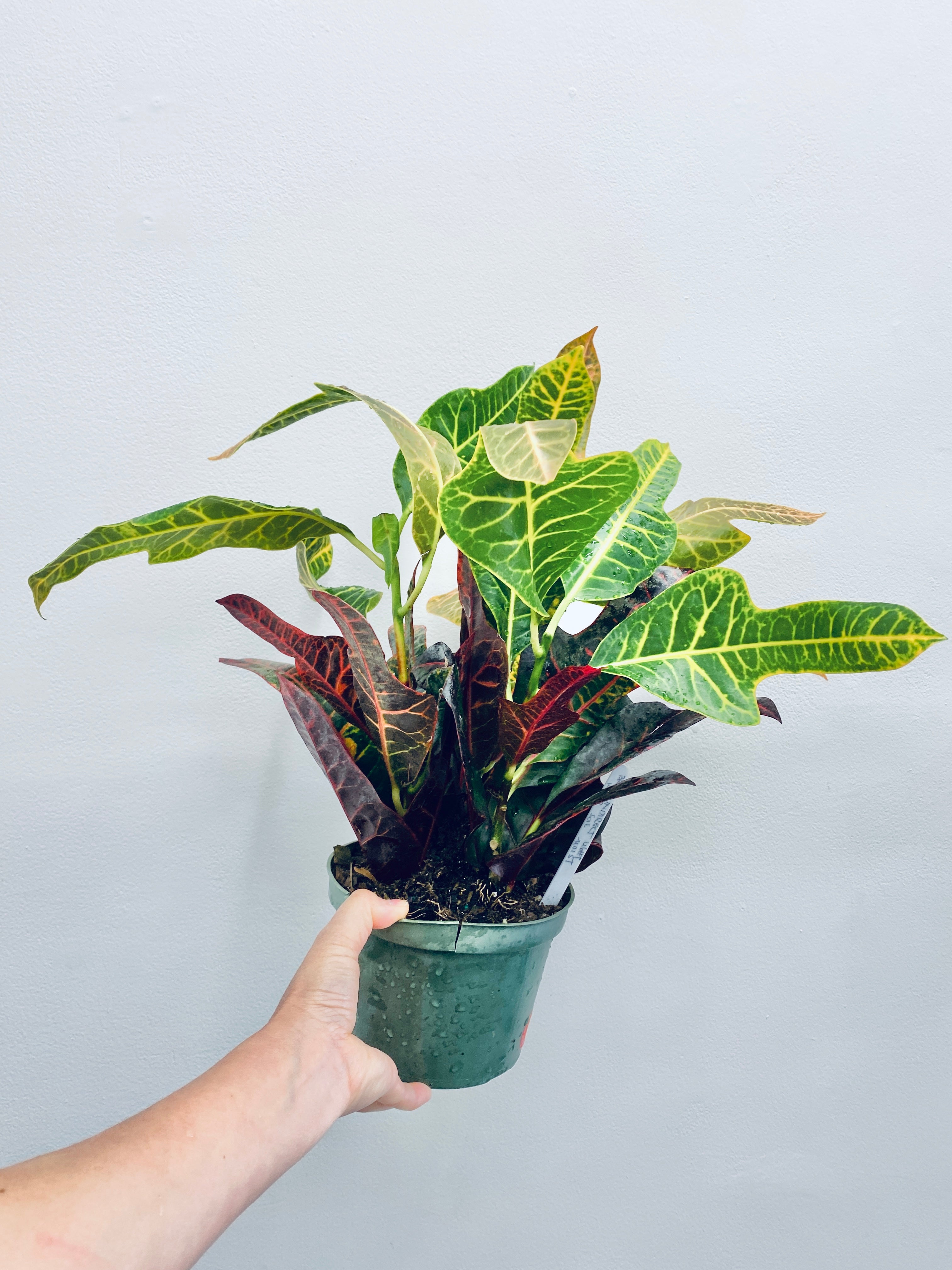 Oakleaf Croton - Indoor Plant