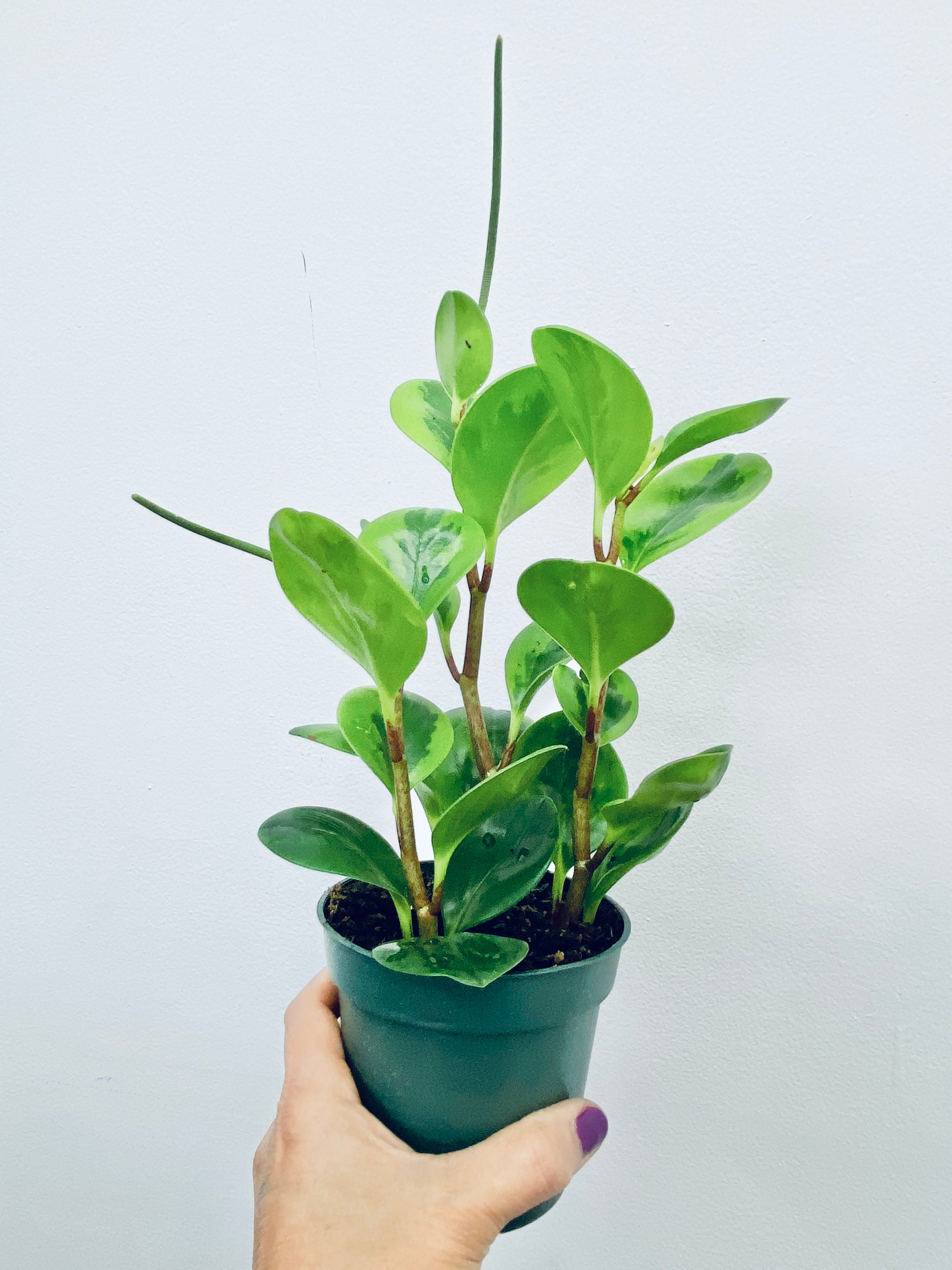 Lemon Peperomia - Indoor Plant