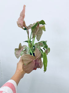 NEON Pink Syngonium  - Indoor Plant