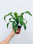 Dracaena Dorado  - Indoor Plant