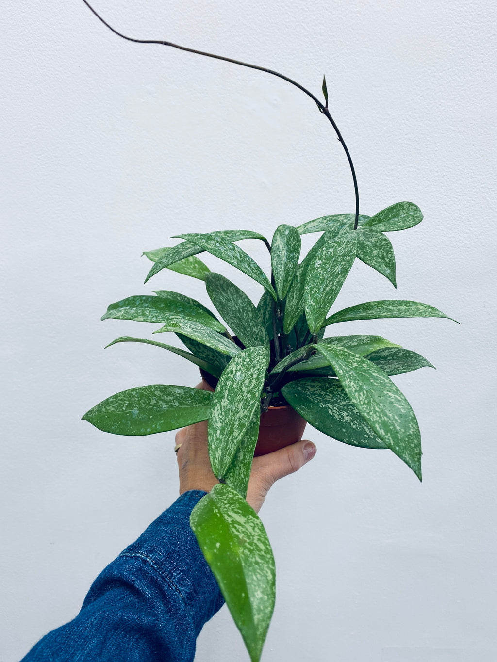 Hoya Pubicalyx - Indoor Plant
