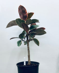 Ficus Elastica Ruby Standard / Rubber Tree - Indoor Plant