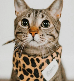 Cheetah Print Pet Bandana