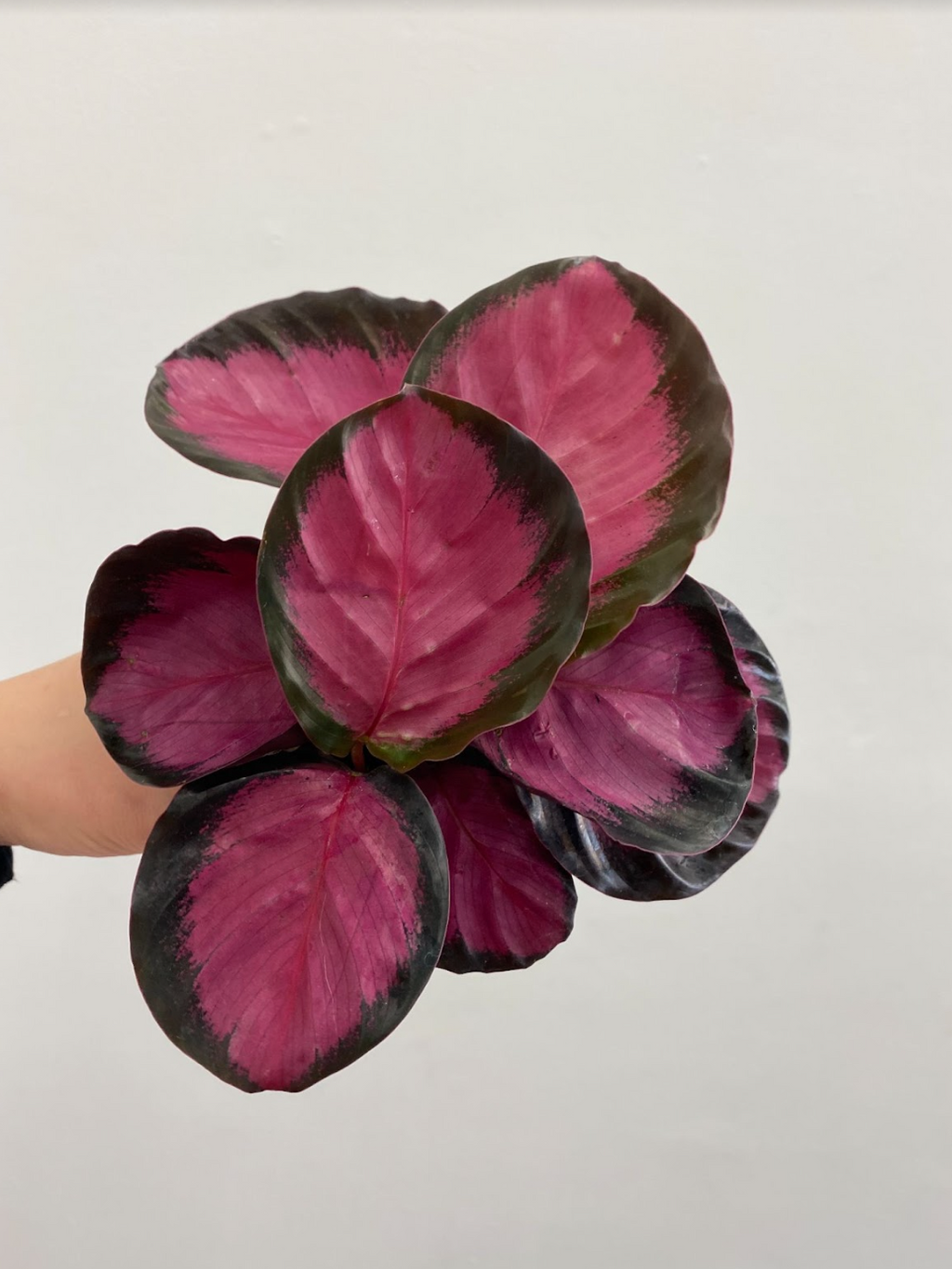 Calathea Purple Rose - Indoor Plant