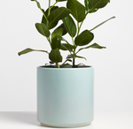 Polly Planter