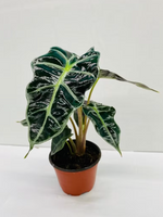 Alocasia Polly - Indoor