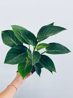 Philodendron Birkin - Indoor Plant