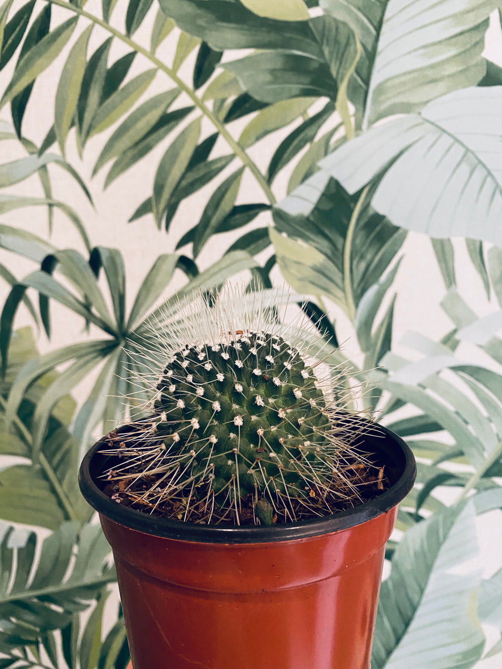 Golden Ball Cactus - Indoor/Outdoor Plant