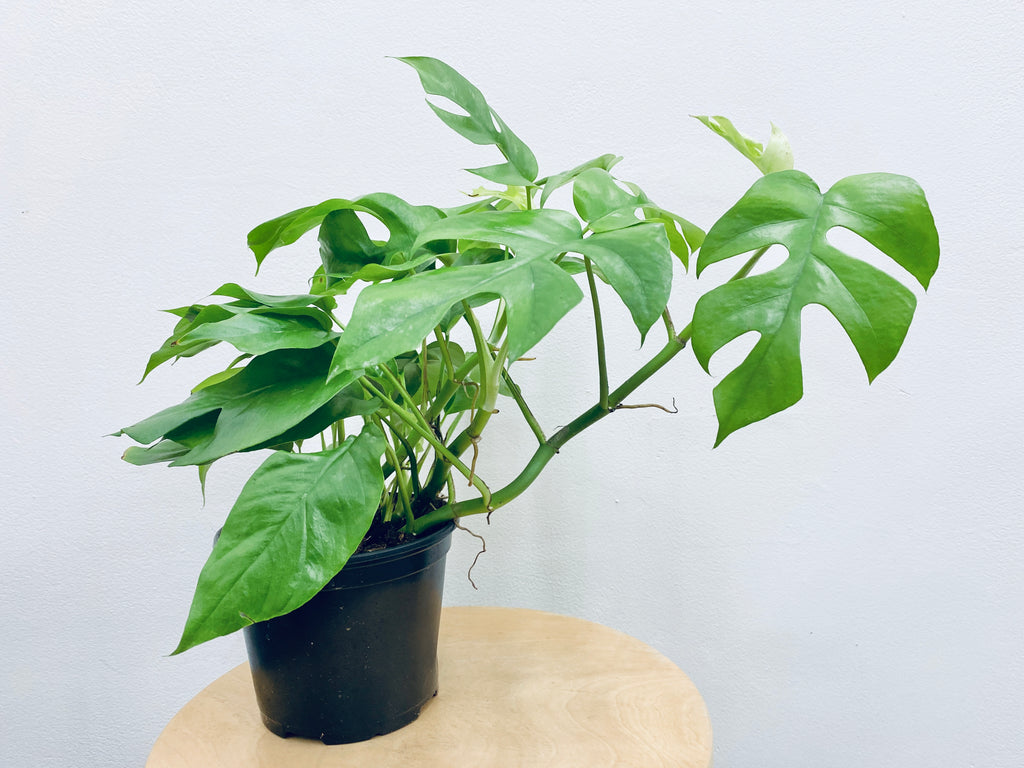 Philo Monstera Minima / Mini Monstera - Indoor Plant