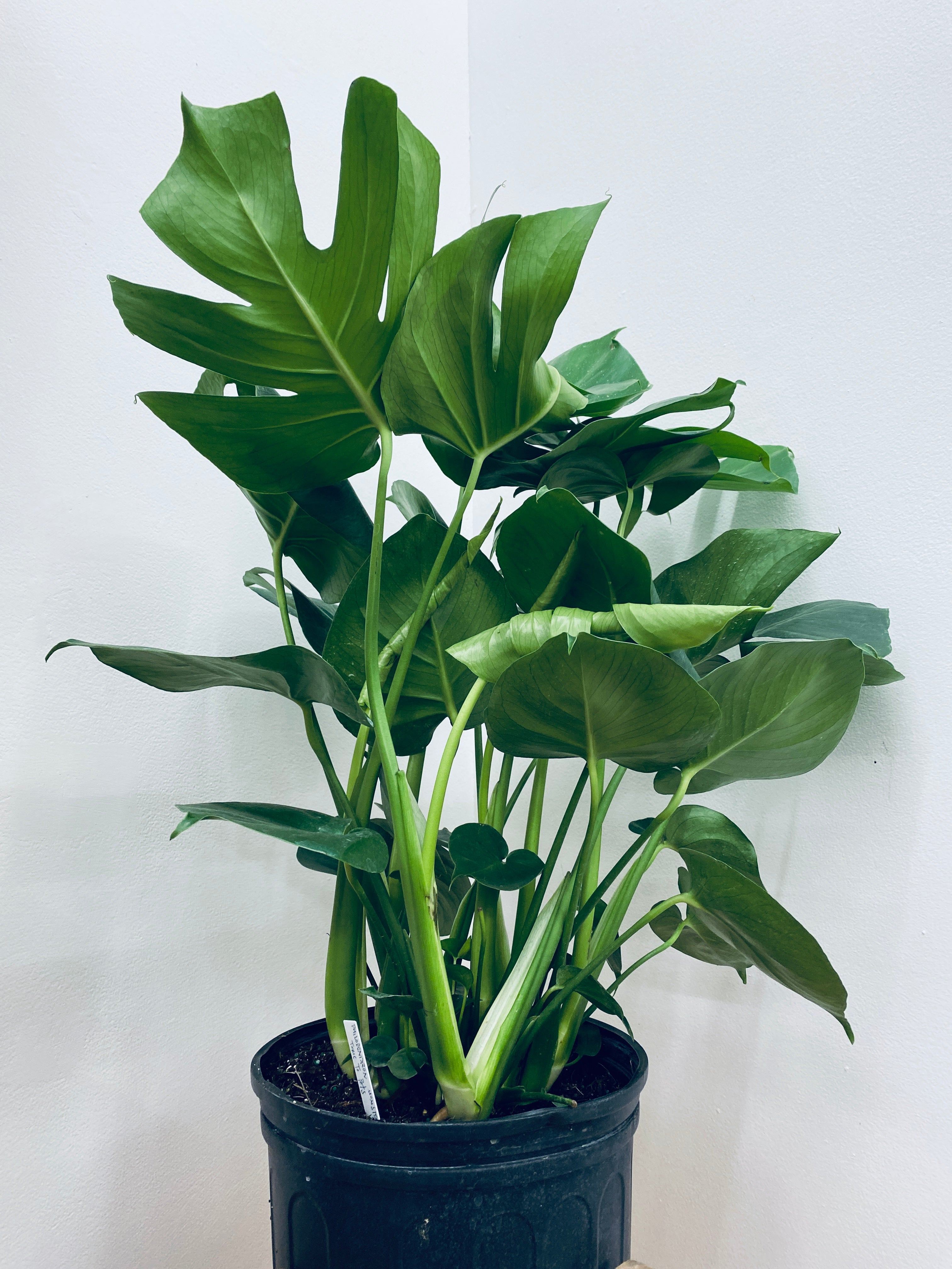 Split Leaf Philodendron Monstera - Indoor Plant