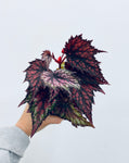 Rex Begonias  - Indoor/Outdoor Plant
