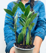 ZZ Plant' / Zamaioculcas Zamiifolia  - Indoor Plant