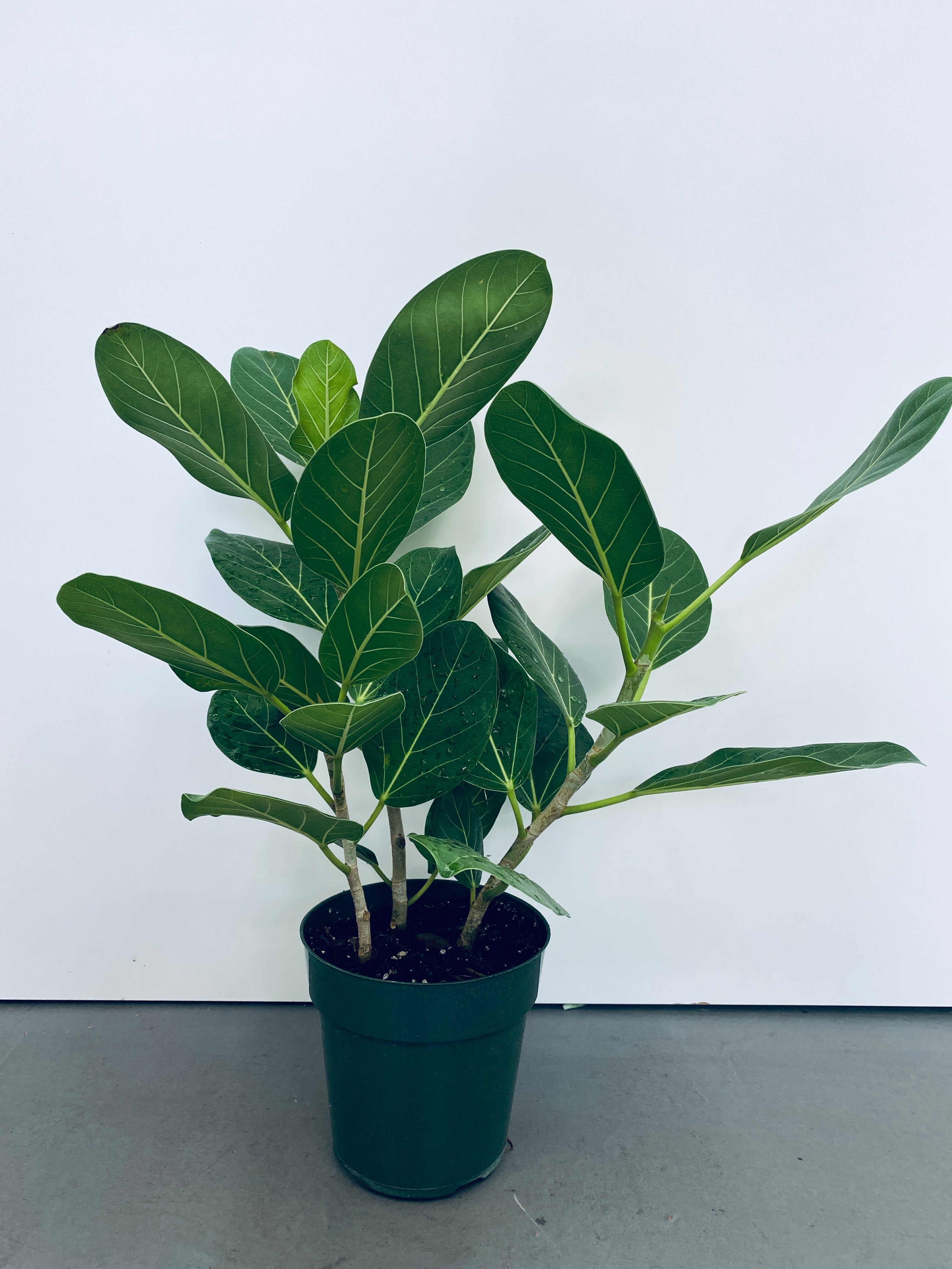 Ficus Audrey  - Indoor Plant
