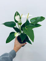 Anthurium / Flamingo Flower - Indoor Plant