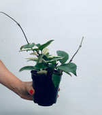 Hoya Krimson Queen- Indoor Plant