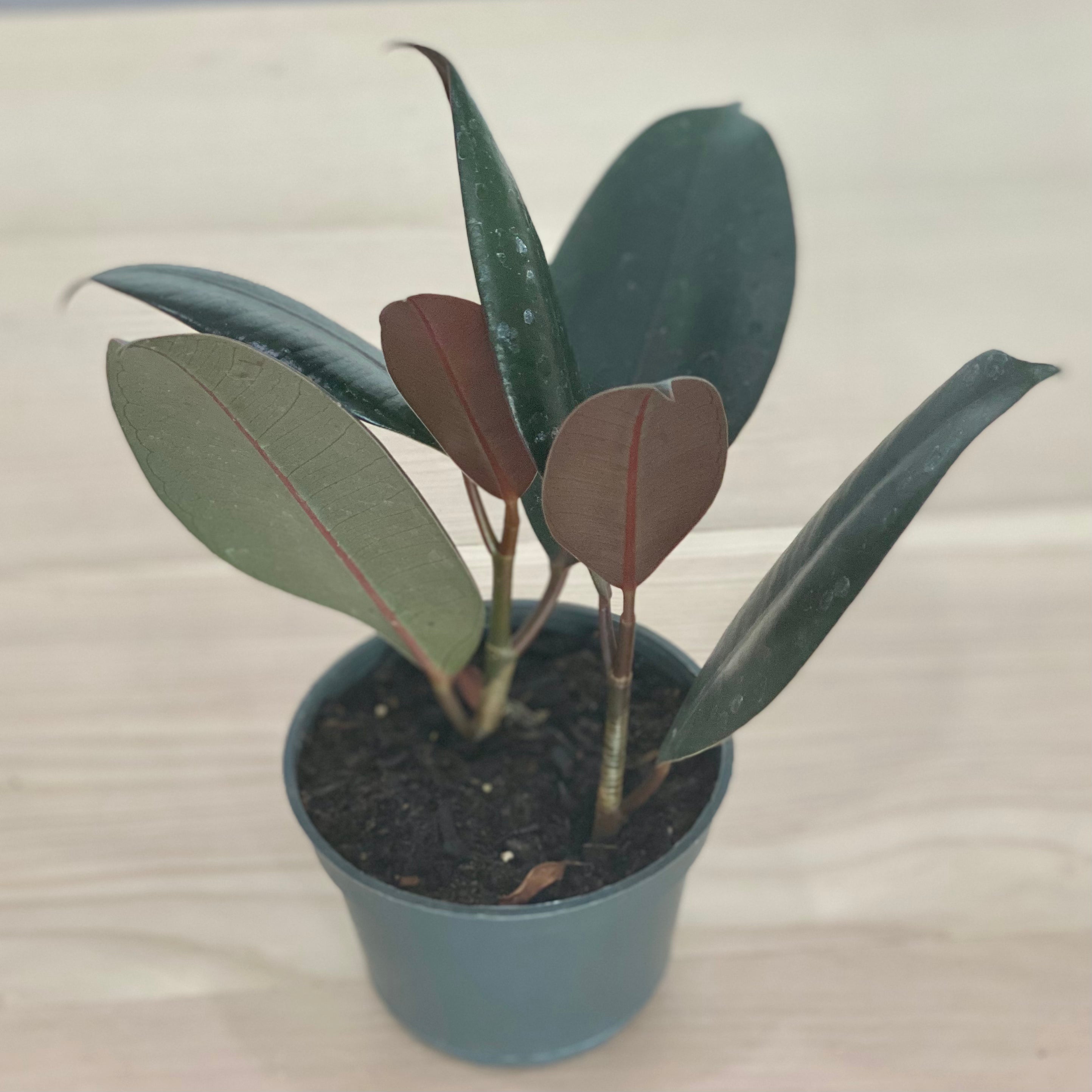 Ficus Elastica / Rubber Tree - Indoor Plant