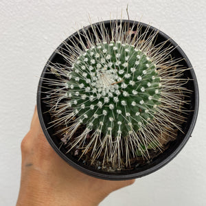 Golden Ball Cactus - Indoor/Outdoor Plant