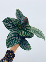 Calathea Ornata / Pinstripe Calathea- Indoor Plant