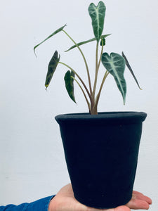 Beru Black Terracotta Planter