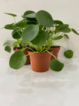 Pilea Peperomia  - Indoor Plant