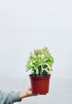 Red Tipped Jade/ Crassula Ovata- Indoor Plant