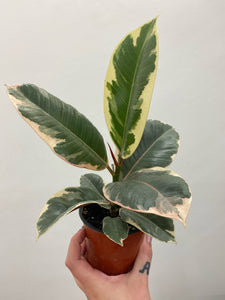 Ficus Tineke  - Indoor Plant