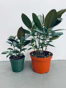 Ficus Burgundy Elastica / Rubber Tree - Indoor Plant