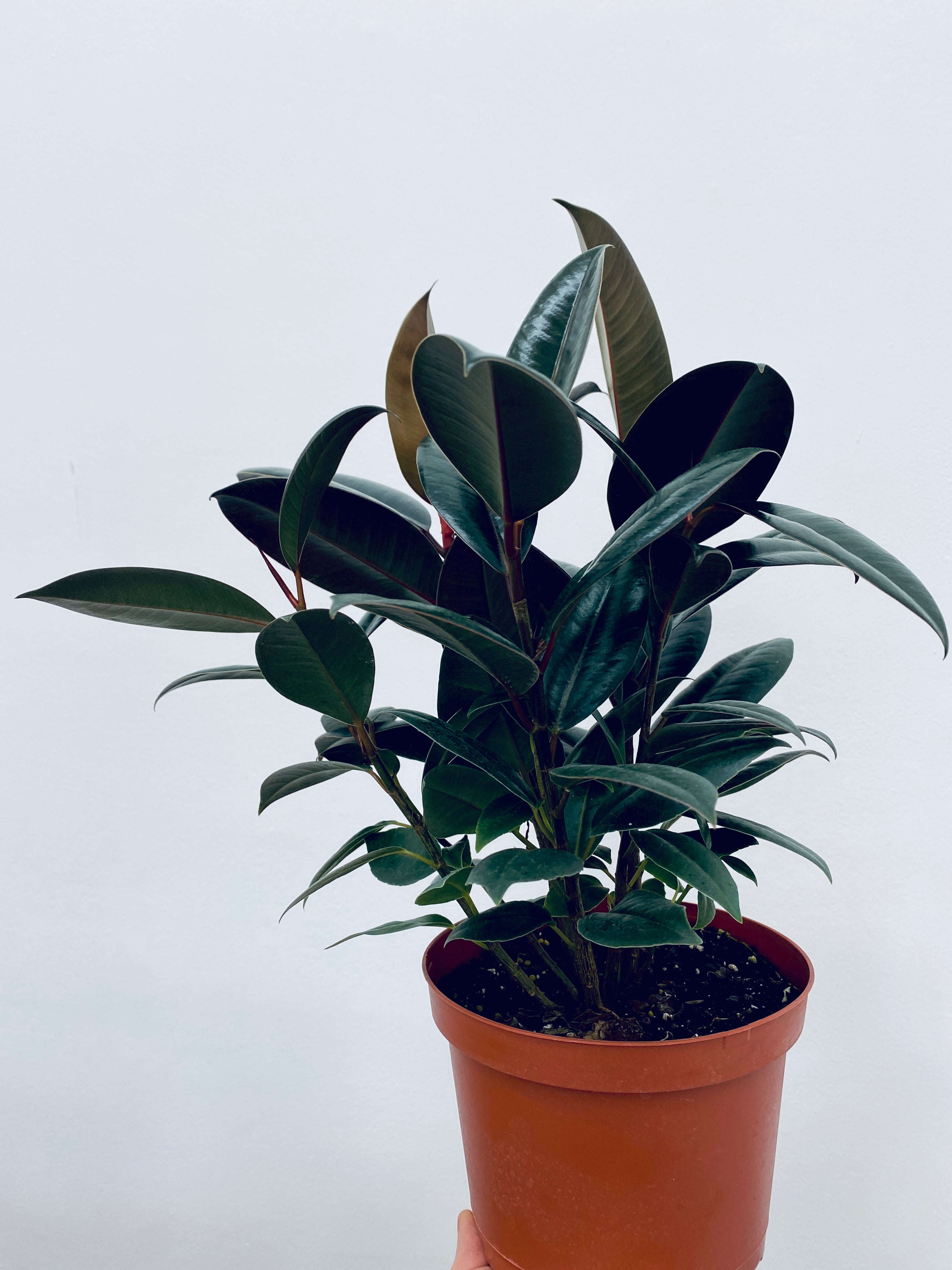 Ficus Burgundy Elastica / Rubber Tree - Indoor Plant