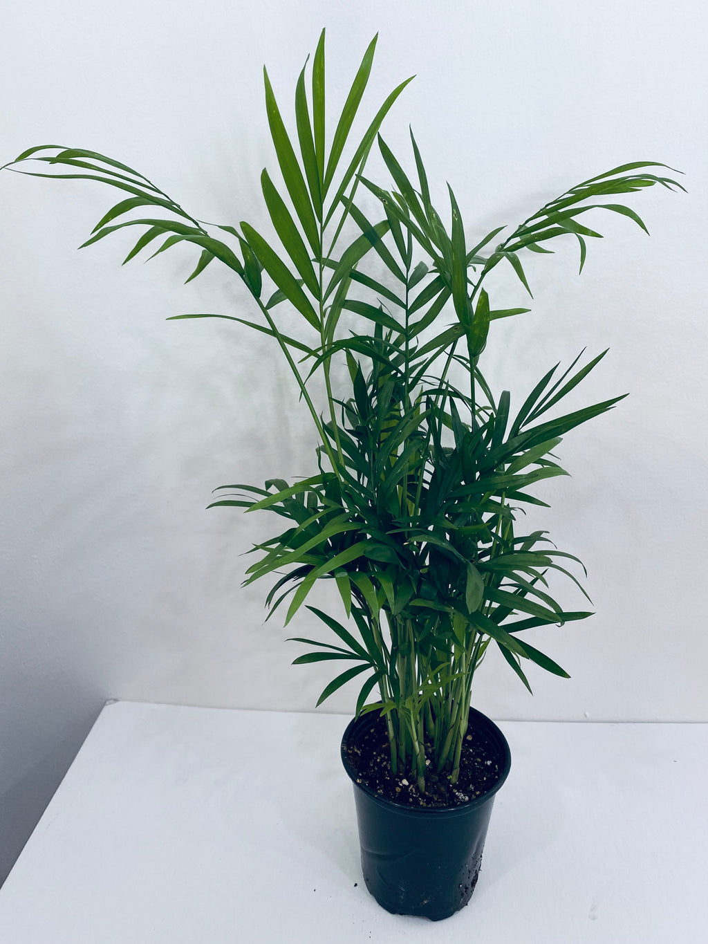 Neanthe Bella Palm / Parlor Palm - Indoor Plant
