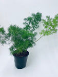 Asparagus Fern - Indoor Plant