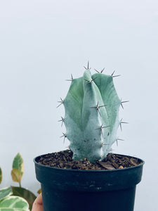 Gray Ghost Organ Pipe Cactus - Indoor/Outdoor Plant