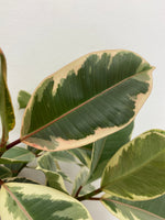 Ficus Tineke  - Indoor Plant