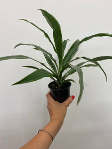 Dracaena Warneckii Indoor Plant