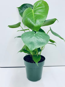 Philodendron Monstera Deliciosa - Indoor Plant