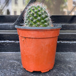 Powder Puff Cactus - Indoor/Outdoor Plant